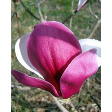 Магнолія Пікардс Рубі (Magnolia soulangeana Pickard's Ruby) С20